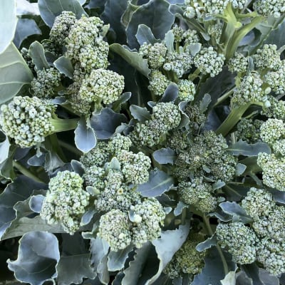 Broccoli 'De Cicco'