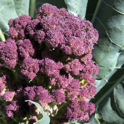 Broccoli 'Early Purple Sprouting'