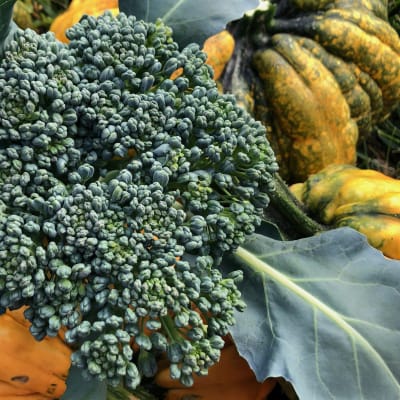 Broccoli 'Waltham 29'