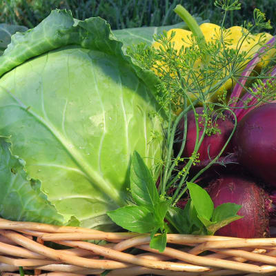 Cabbage 'Danish Ballhead'