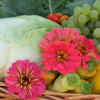 Cabbage 'Late Flat Dutch'