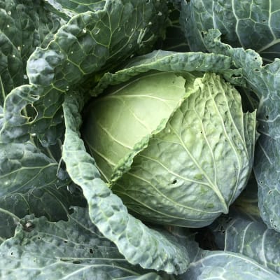 Cabbage 'Savoy'