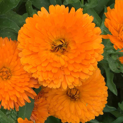Calendula 'Erfurter'