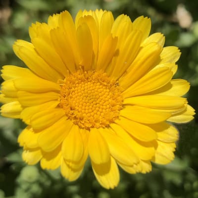 Calendula 'Resina'