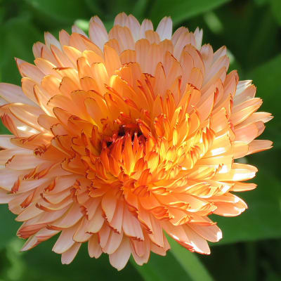Calendula 'Zeolights'