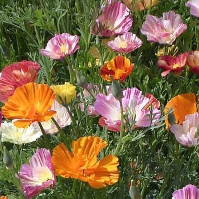 California Poppy 'Ballerina Mix'