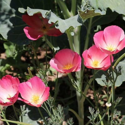 California Poppy 'Carmine King'