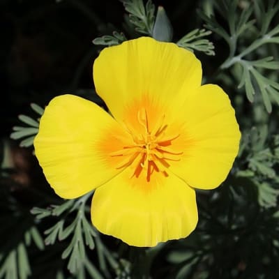 California Poppy 'Golden West'