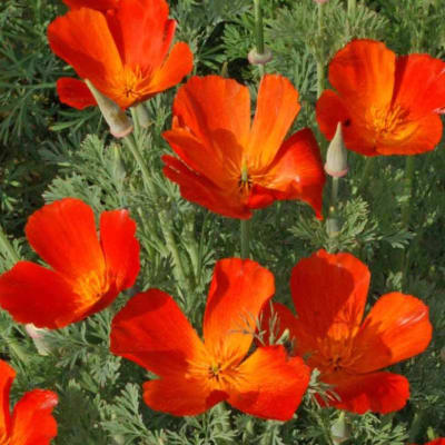 California Poppy 'Mikado'