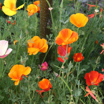 California Poppy Mix