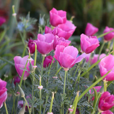 California Poppy 'Purple Gleam'