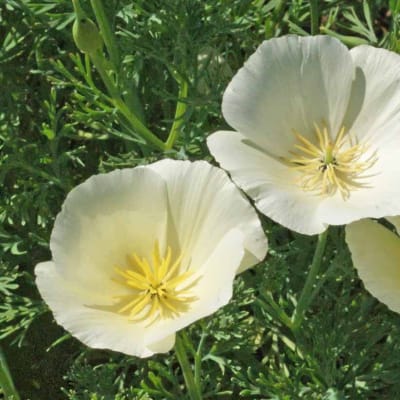 California Poppy 'White Linen'