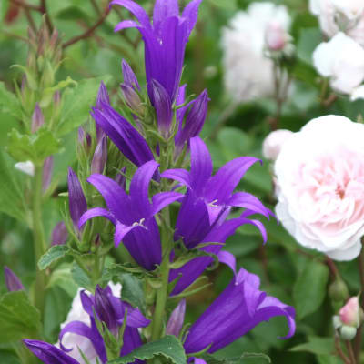 Campanula latifolia 'Brantwood'