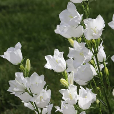 Campanula persicifolia 'Alba'