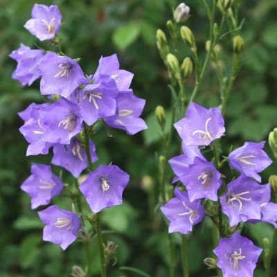 Campanula seeds
