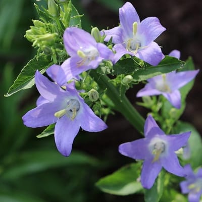 Campanula pyramidalis 'Blue'