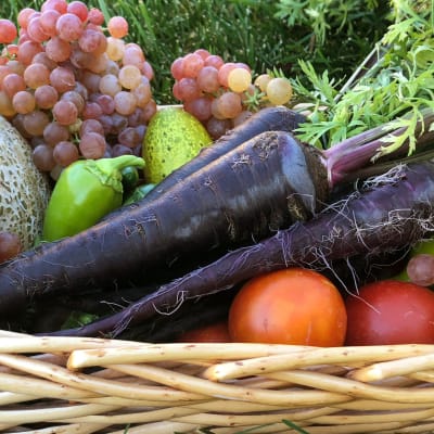 Carrot 'Black Nebula'