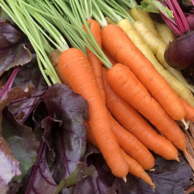 Carrot 'Scarlet Nantes'