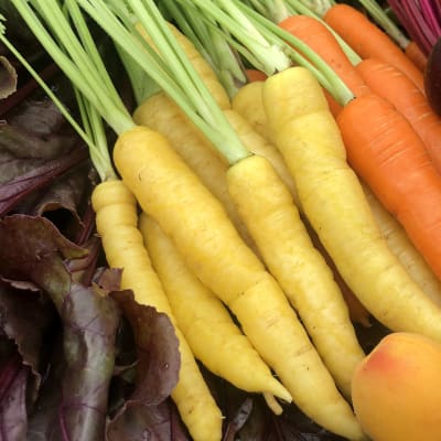 Carrot 'Uzbek Golden'