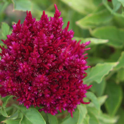 Celosia 'Chinese Wool Flower'