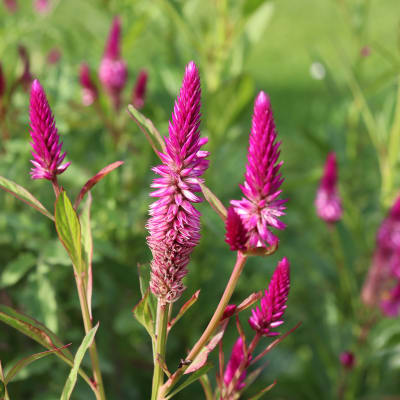 Celosia 'Sokoyokoto'