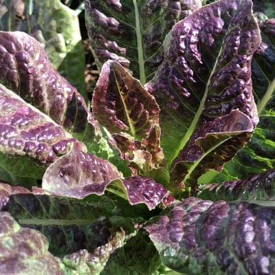 Celtuce 'Cracoviensis'