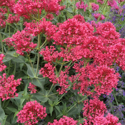 Centranthus ruber 'Coccineus'