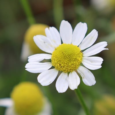 Chamomile 'Zloty Lan'