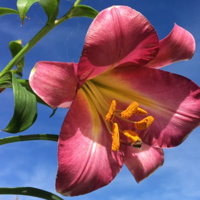 Chinese Trumpet Lily Mix