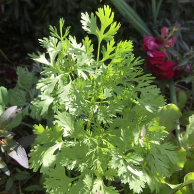 Cilantro 'Leisure'