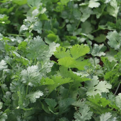 Cilantro 'Rak Tamachat'