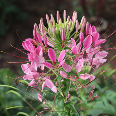 Cleome 'Cherry Queen'