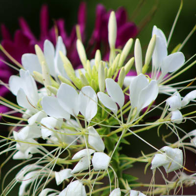 Cleome 'Helen Campbell'