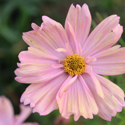Cosmos 'Apricotta'
