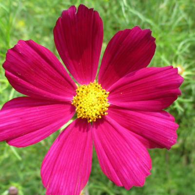 Cosmos 'Dazzler'
