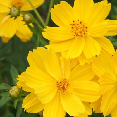 Cosmos 'Ladybird Dwarf Gold'
