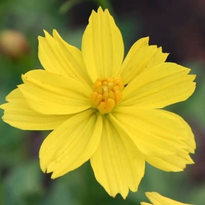 Cosmos 'Ladybird Dwarf Lemon'