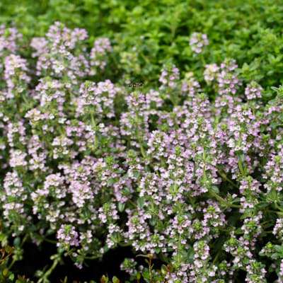 Creeping Thyme