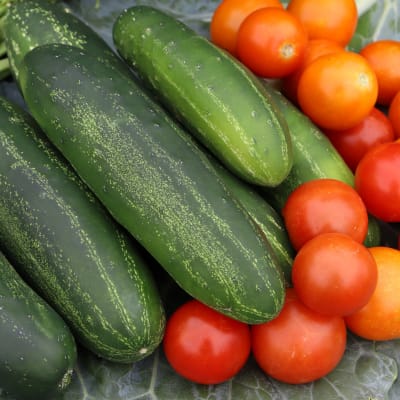 Cucumber 'Long Green Improved'
