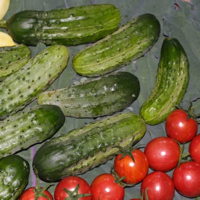 Cucumber 'National Pickling'