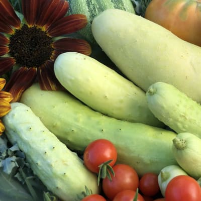 Cucumber 'Poona Keera'