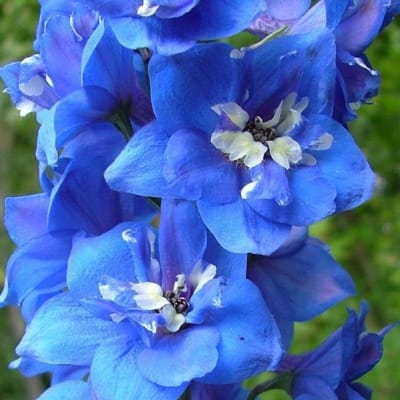 Delphinium 'Blue Bird'
