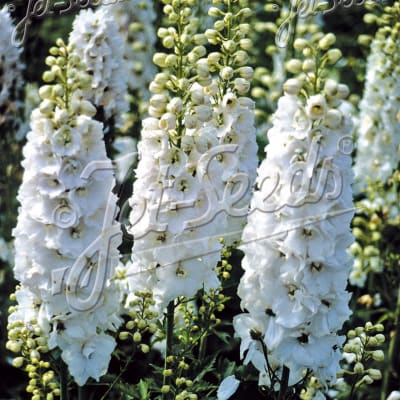 Delphinium 'Galahad'