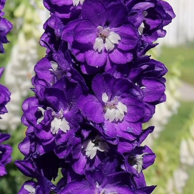 Delphinium 'King Arthur'