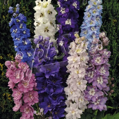 Delphinium 'Magic Fountains Mix'