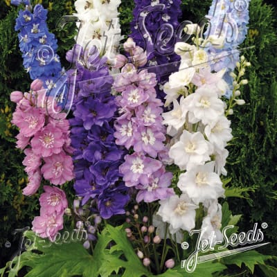 Delphinium 'Pacific Giants Mix'