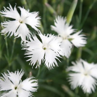 Dianthus arenarius