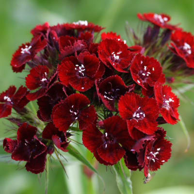 Dianthus barbatus 'Dunetti'