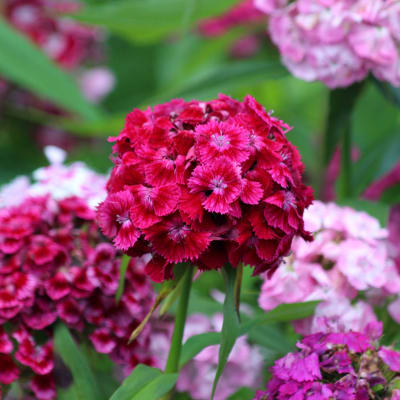 Dianthus barbatus Mix