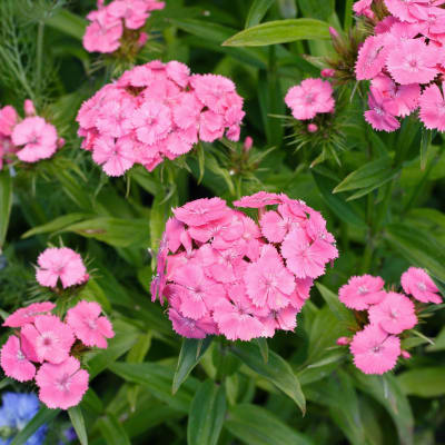 Dianthus barbatus 'Pink Beauty'